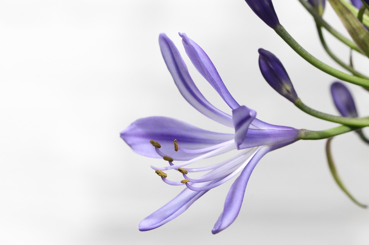 agapanthus, flower, lily-1465146.jpg