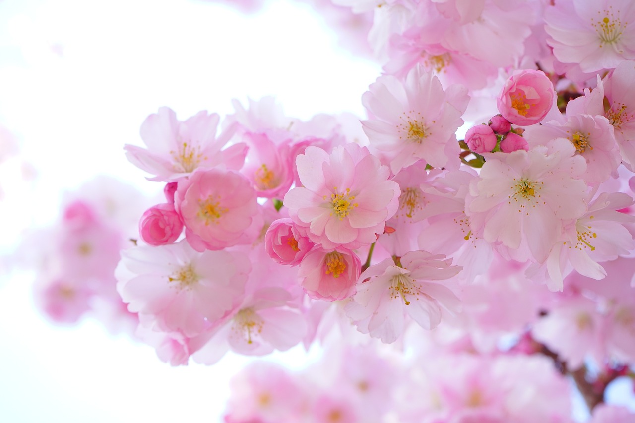 pink, flower background, cherry blossoms-324175.jpg