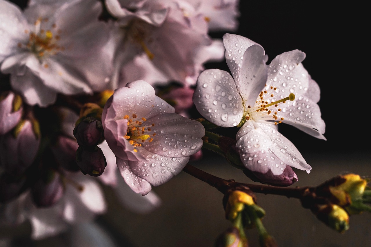 sakura, flowers, cherry blossoms-4077043.jpg